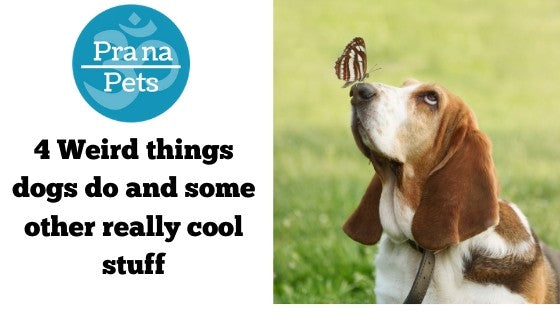 Weird things hot sale about dogs