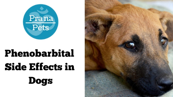 Phenobarbital for hot sale dogs cost