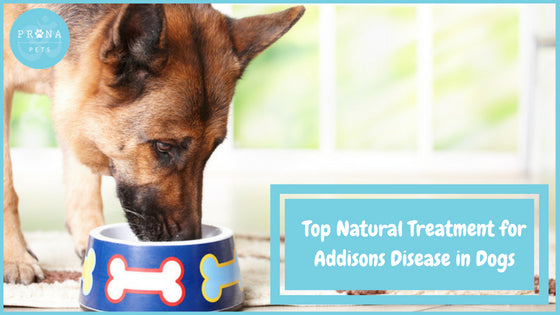 Top Natural Treatment for Addisons Disease in Dogs Prana Pets