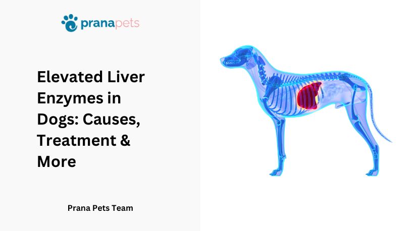 Treatment for elevated outlet liver enzymes in cats