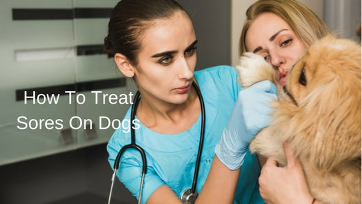 How To Treat Sores On Dogs | Prana Pets