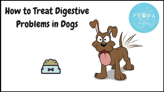 digestive-issues-in-dogs-causes-symptoms-how-to-treat-prana-pets