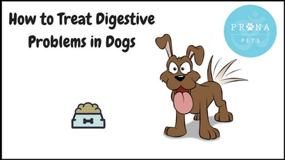 Digestive Issues in Dogs: Causes, Symptoms & How to Treat | Prana Pets