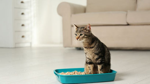 how-to-tell-if-your-cat-has-a-uti-symptoms-signs-prana-pets