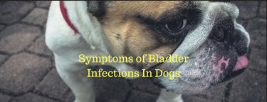 Bladder Infections in Dogs: Causes, Signs & How to Treat | Prana Pets