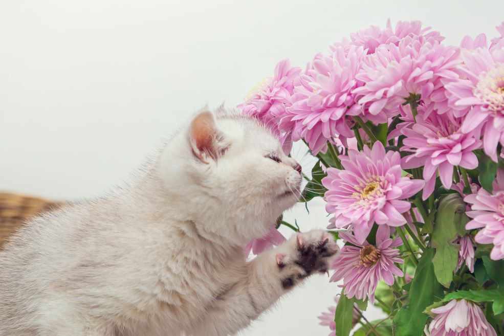 dog-cat-wheezing-and-sneezing-causes-and-solutions-prana-pets