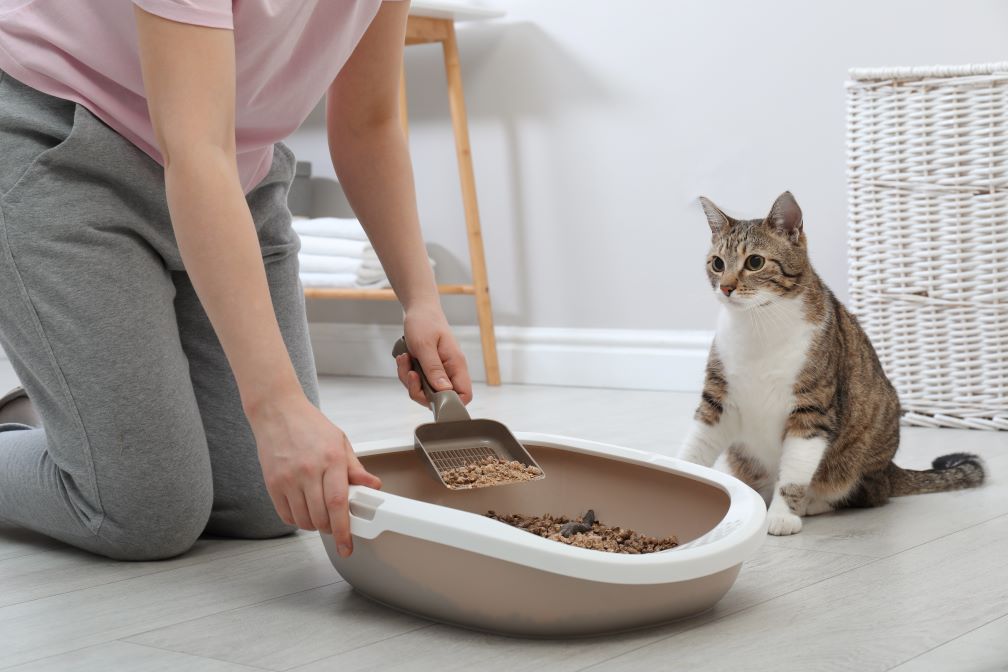 From the Litter Box: Health Secrets in Your Cat's Poop | Prana Pets