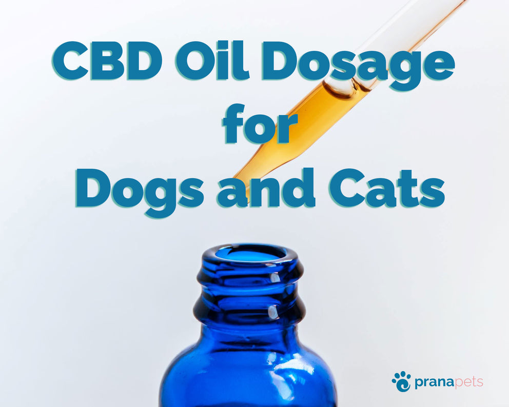 CBD Oil For Cats & Dogs Dosage: Expert Guide | Prana Pets