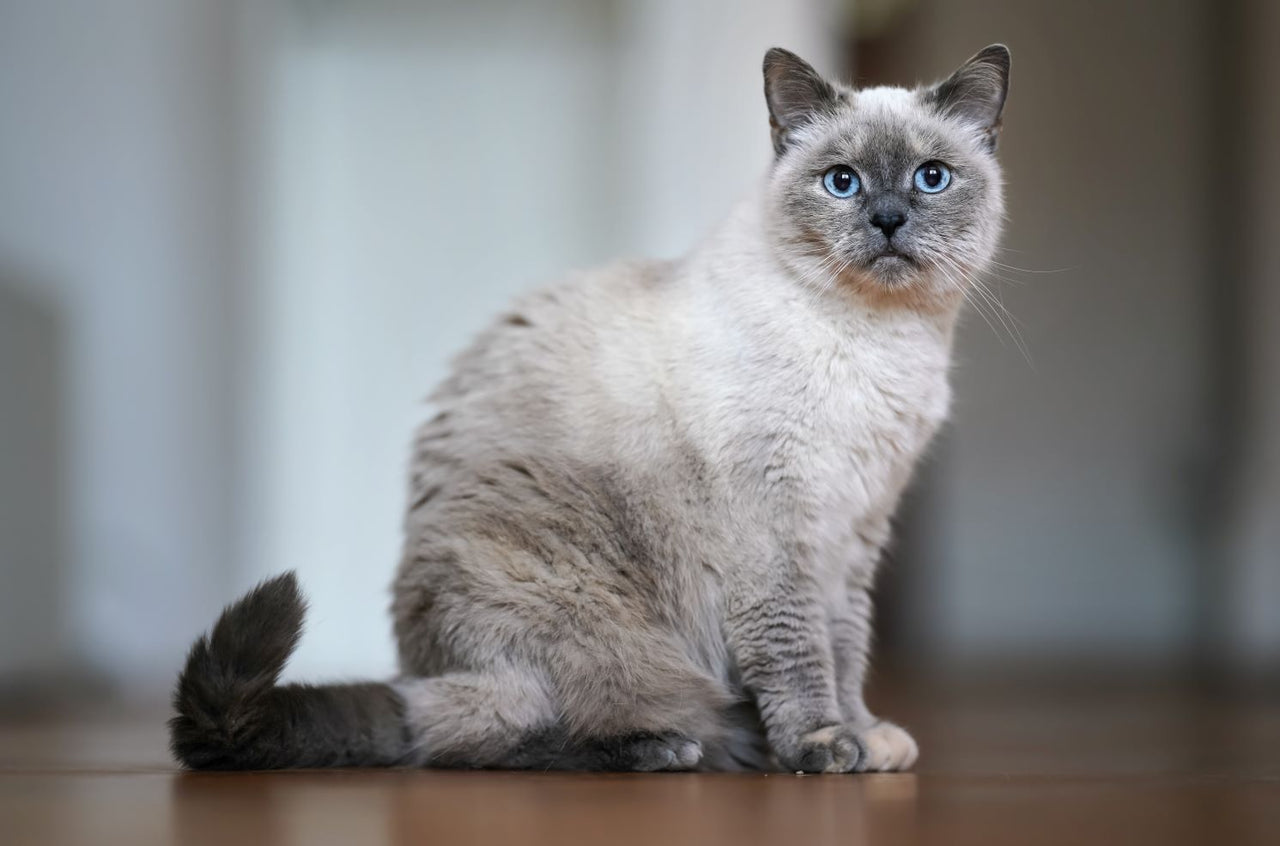 Maintaining Senior Cat's Gut Health | Prana Pets