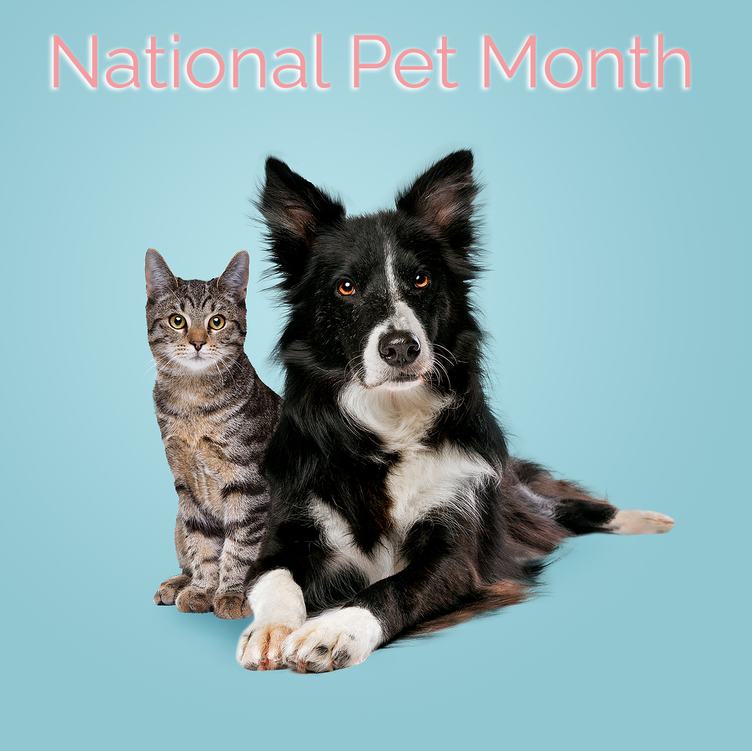 It's National Pet Month! | Prana Pets