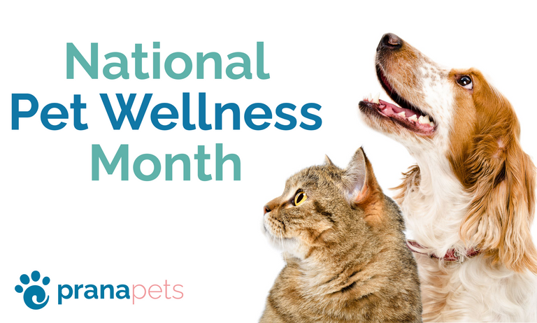 It's National Pet Wellness Month 