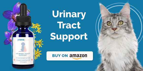 Kidney infection in cats home remedy best sale