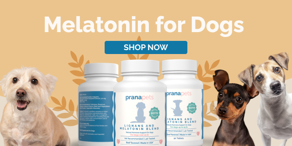 Canine Melatonin Dosage A Comprehensive Guide Prana Pets