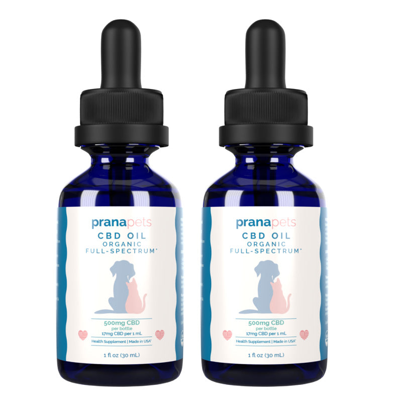 CBD Oil for Cats