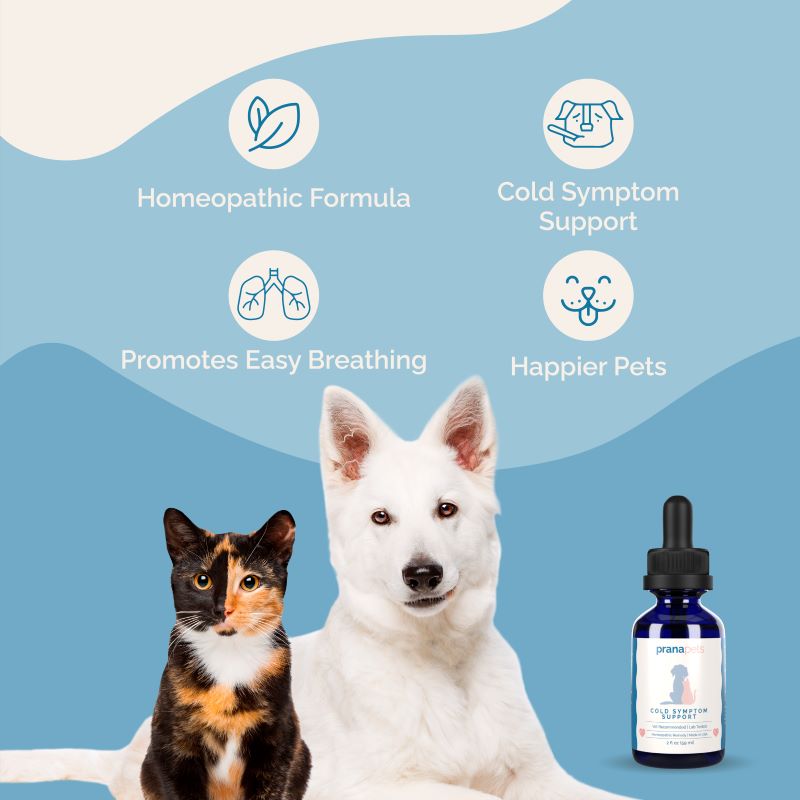 Colds dogs treatment best sale