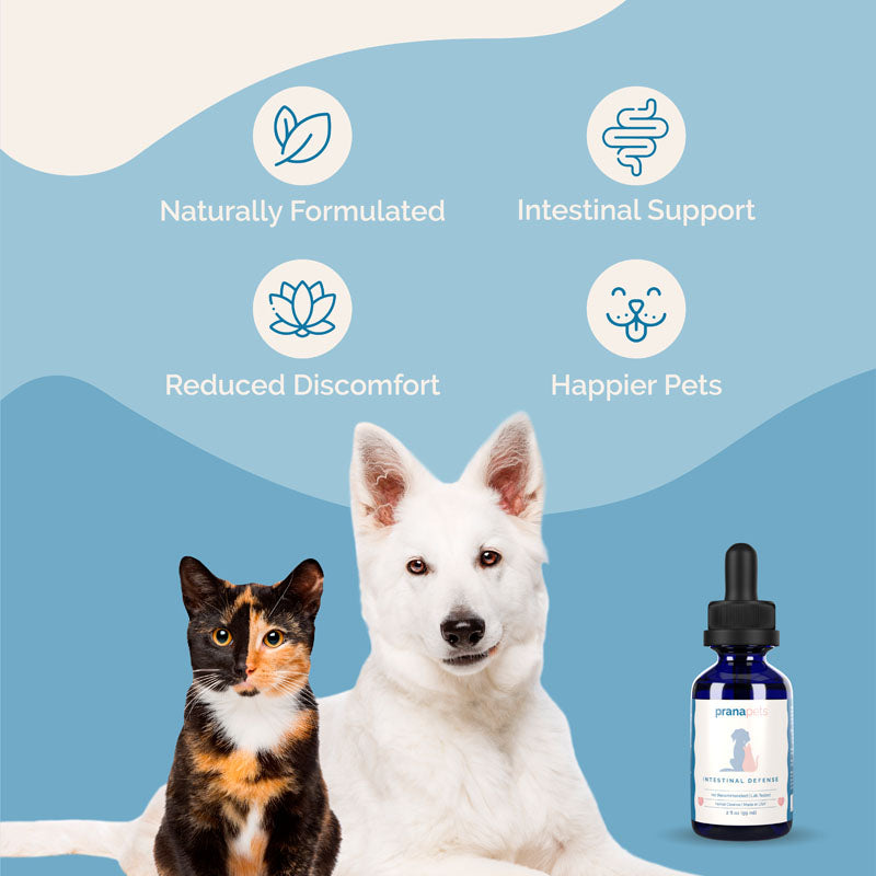 Intestinal Defense Herbal Dewormer for Cats