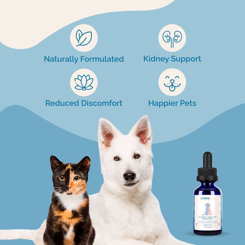 Kidney Health Support for Dogs