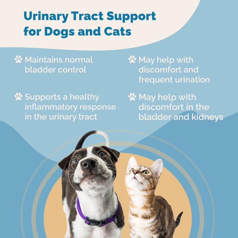 Urinary tract 2024 medicine for cats